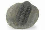 Detailed Austerops Trilobite - Ofaten, Morocco #243875-5
